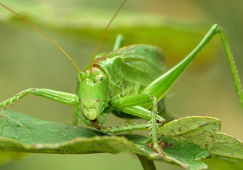 grasshopper green - tettigonia viridissima