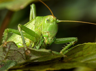 grasshopper green - tettigonia viridissima