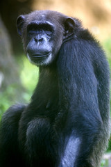 Chimpanzee