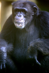 Chimpanzee