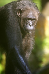 Chimpanzee