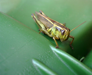 Grasshopper