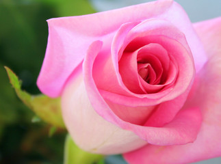 Elegant pink rose