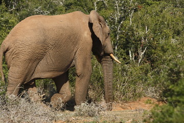 Fototapeta premium Bull elephant walking past