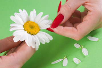 Camomile