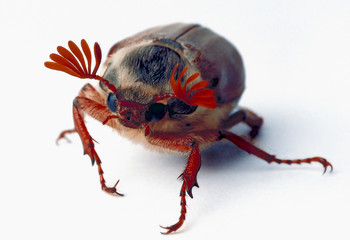 cockchafer