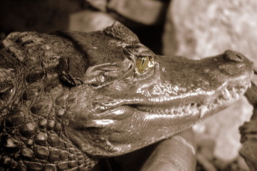 crocodile