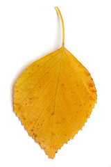 Naklejka premium yellow leaf
