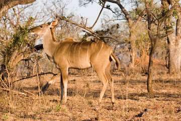 kudu at kruger park