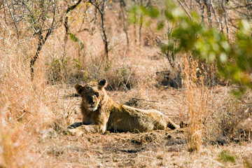 lion, kruger park