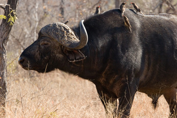buffalo, kruger park