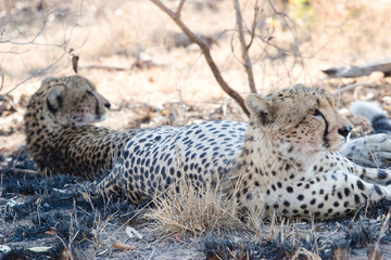 cheetah, kruger park