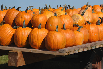 Wagonload of Pumpkins