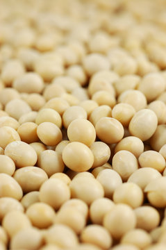 Close up of soy beans