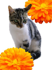 Marigold Kitty
