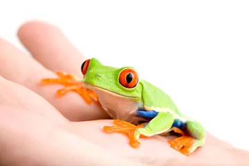 Crédence de cuisine en verre imprimé Grenouille frog in hand isolated on white
