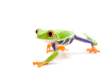 Naklejka premium frog isolated on white