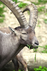 Steinbock