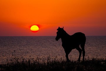 horse silhouette on sunset