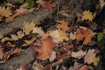 Autumn Floor