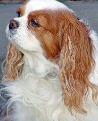 Cavalier