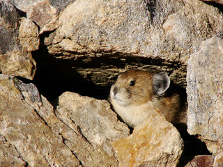 Pika in Burrow