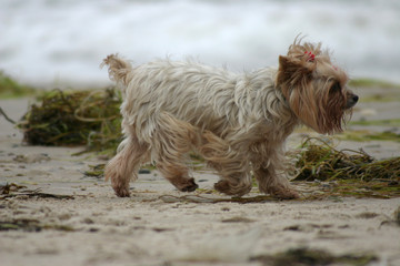 sweet yorkshire terrier walking the beach