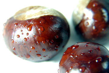 Castanea