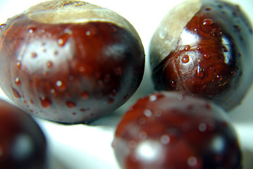 Castanea