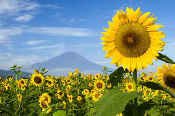 Sunflower IV