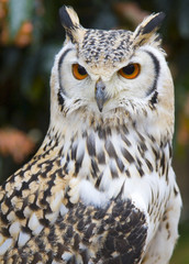 Portrait of an Owl