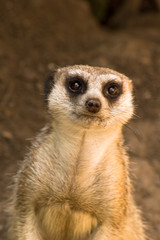 Meerkat