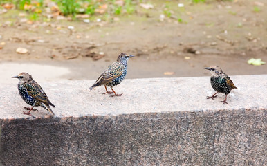 Trio of starlings