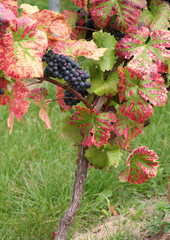 Weinrebe