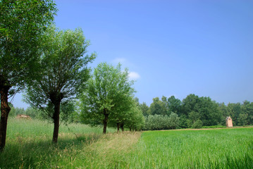 Corn field, rye grain
