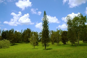 Fototapeta na wymiar Green summer trees landscape with clouds