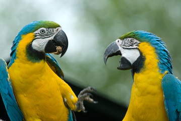 blue-and-yellow macaw