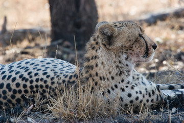 cheetah, kruger park