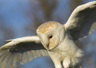 Barn Owl - Tyto alba - Hovering