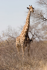 giraffe, kruger park