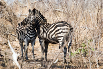 Fototapeta na wymiar zebra, kruger park