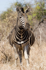 zebra, kruger park