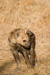 hyena cub