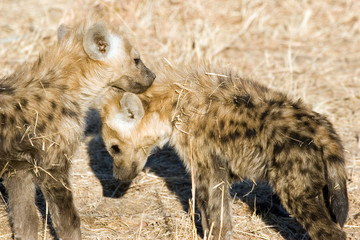 hyena cubs