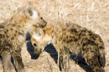  hyena cubs © franco lucato