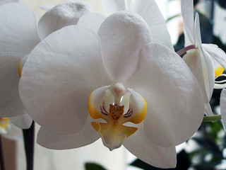 orchidee