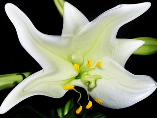 lilie © Antonie Graumann