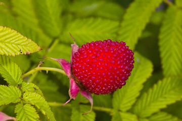 raspberry with green leaves