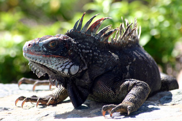 Iguana 2