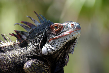 Iguana